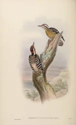 Iyngipicus fulvifasciatus